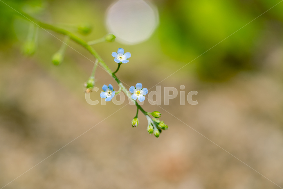 큰봄까치꽃,봄,꽃,식물,자연,근접,봄꽃,식물,자연,plants,nature,꽃,flower