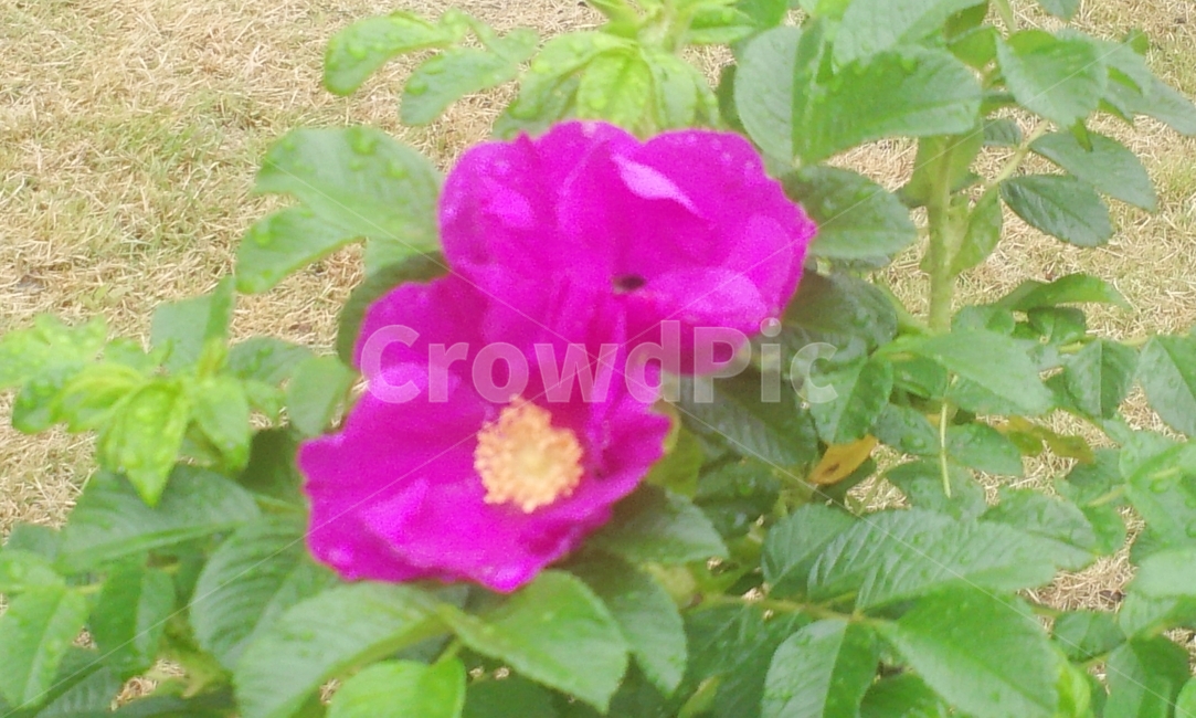 약초,꽃,식물,정원,순천,해당화,식물,자연,plants,nature,꽃,flower