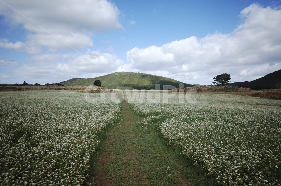 field,들,nature,자연,flower,blossom,plant,식물,메밀꽃,white,whiteflower,흰,하얀,흰꽃,하얀꽃,road,도로,dirtroad,흙길,sky,하늘,cloud,구름,blue,green,들판,푸른,파란,초록,자연,풍경,nature,landscape