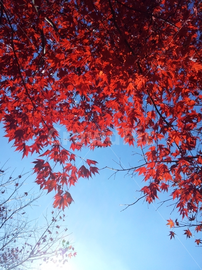 가을,단풍,붉은색,하늘,맑음,가을,계절,fall,autumn,season,식물,자연,plants,nature,plant,leaf,잎,tree,나무,maple