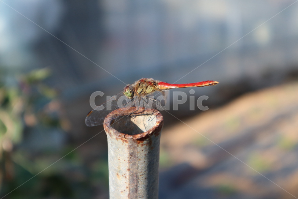 고추잠자리,가을,텃밭,잠자리,곤충,시골집,시골,섬마을,섬,곤충,벌레,insect,bug