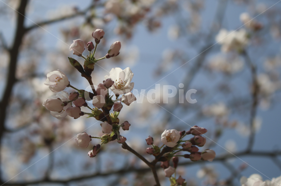 blossom,flower,꽃,벚꽃,봄꽃,spring,봄,plant,식물,tree,나무,treetrunk,나무줄기,나뭇가지,하늘,sky