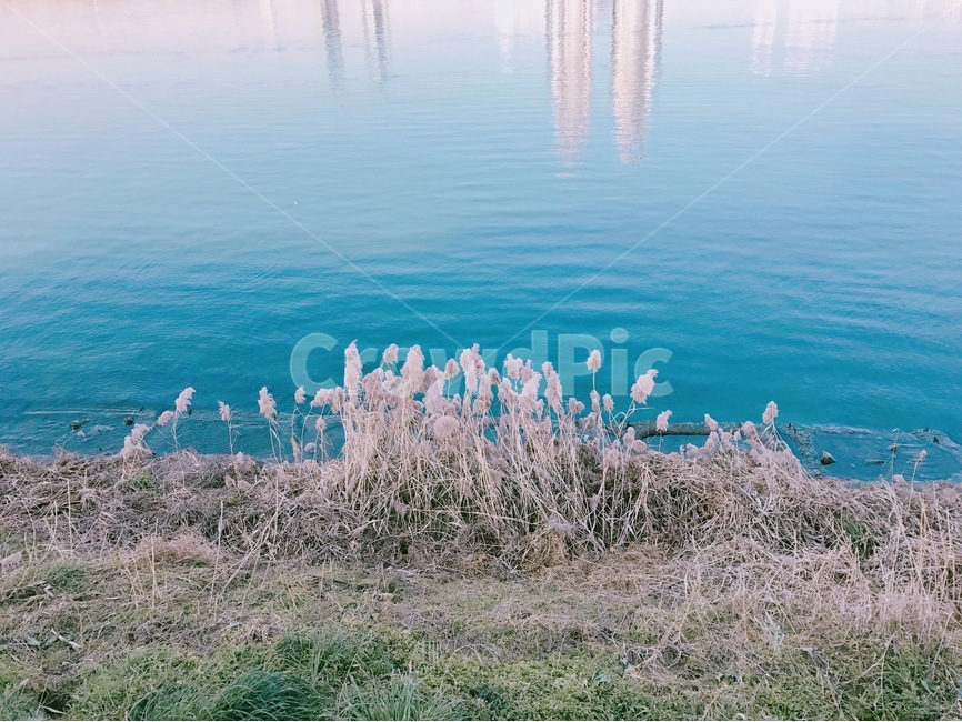 강,하늘색,풀,한강,갈대,식물,자연,plants,nature
