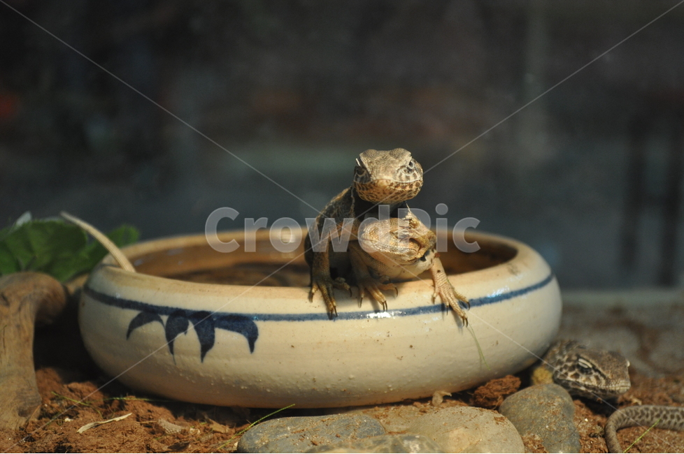 파충류,도마뱀,쌍둥이,동행,감성사진,동물,animal,파충류,양서류,reptile,amphibian