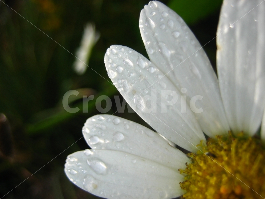꽃,꽃잎,가을,식물,숲,애틀란타,식물,자연,plants,nature,꽃,flower