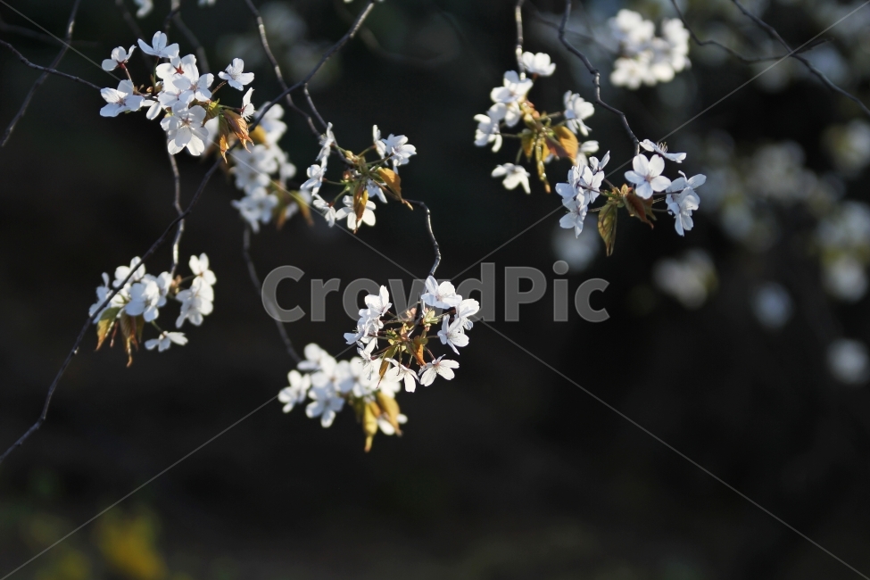 벚꽃,능수벚꽃,봄꽃,식물,자연,감성사진,봄,계절,spring,season,식물,자연,plants,nature,꽃,flower,plant
