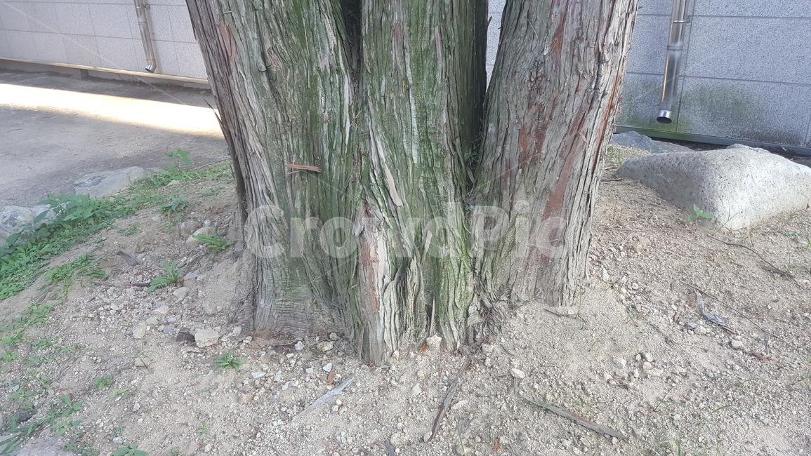 tree,나무,plant,식물,treetrunk,나무줄기