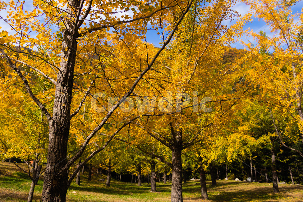 홍천은행나무숲,은행나무숲,은행나무,가을,노란은행나무,가을,계절,fall,autumn,season,tree,나무,plant,식물,tree trunk,나무 줄기