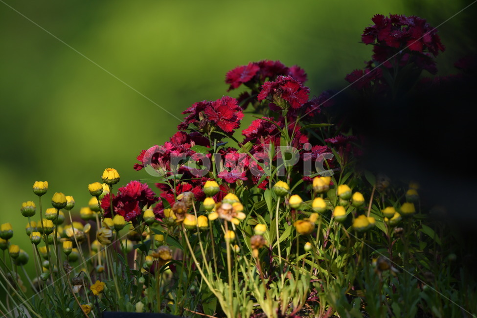 꽃,자연풍경,감성사진,식물,봄,봄,계절,spring,season,식물,자연,plants,nature,꽃,flower,geranium,제라늄,blossom,plant