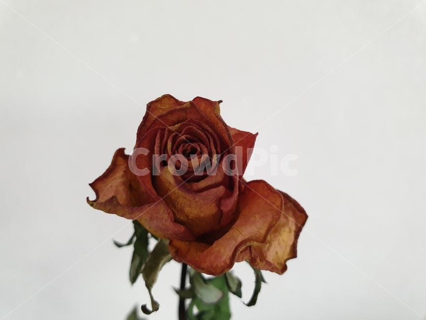 꽃,장미,folwer,rose,예쁜,pretty