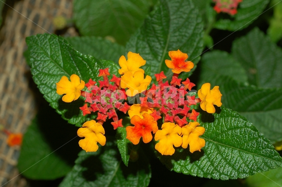 자연,꽃,화려함,예쁜,Nature,Flower,Beautiful,Colorful,란타나,식물,자연,plants,nature,꽃,flower