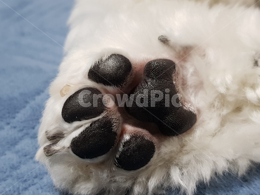 강아지,발바닥,동물,젤리,dog,sole,feet