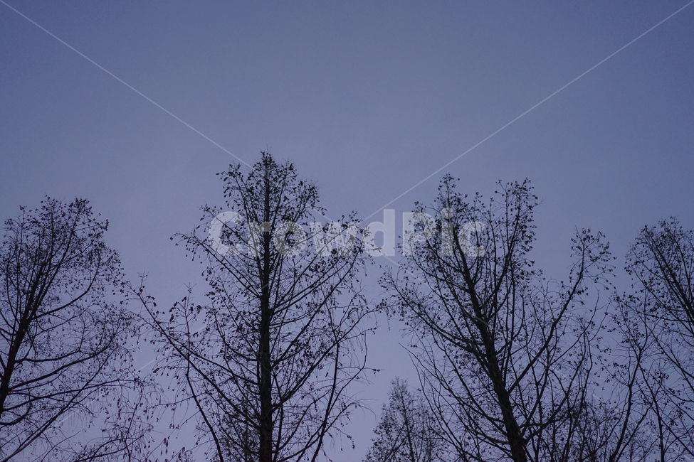 가로수,하늘,감성,스냅사진,감성사진,자연,풍경,nature,landscape,식물,plants,나무,trees,wood,실루엣,그림자,silhouette,shadow,tree,plant