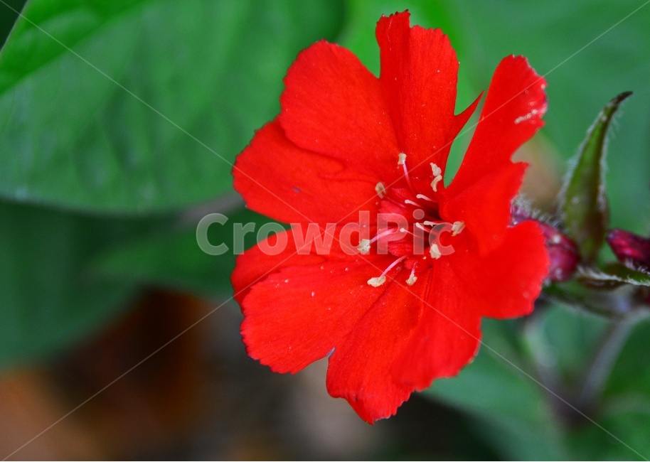 plant,식물,blossom,flower,꽃,leaf,잎,동자꽃