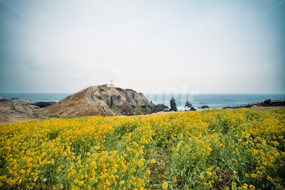 섭지코지,제주,성산,유채꽃,제주도,제주풍경,로모,유채,자연,풍경,nature,landscape,한국자연풍경,한국자연경관,korea nature landscape,제주도,jeju,jeju island,랜드마크,landmark,tourist attraction,한국랜드마크,한국관광지,한국명소,korea landmark,korea tourist attraction,outdoors,옥외,grassland,목초지,field,들