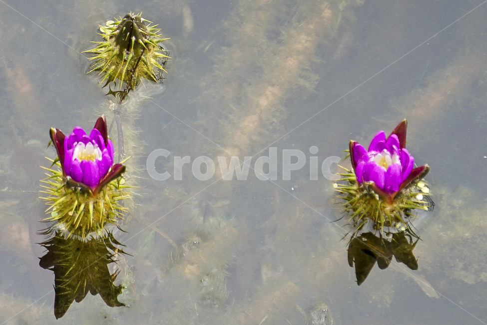연꽃,가시연,연,가시연꽃,수생식물,lotus,충매화,flower,꽃,plant,식물,pondlily,연못백합,수련과