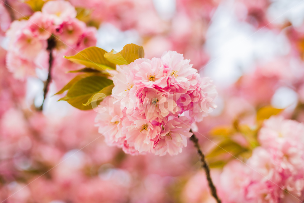 벚꽃,겹벚꽃,감성,분홍,핑크,봄,봄꽃,cherryblossom,blossom