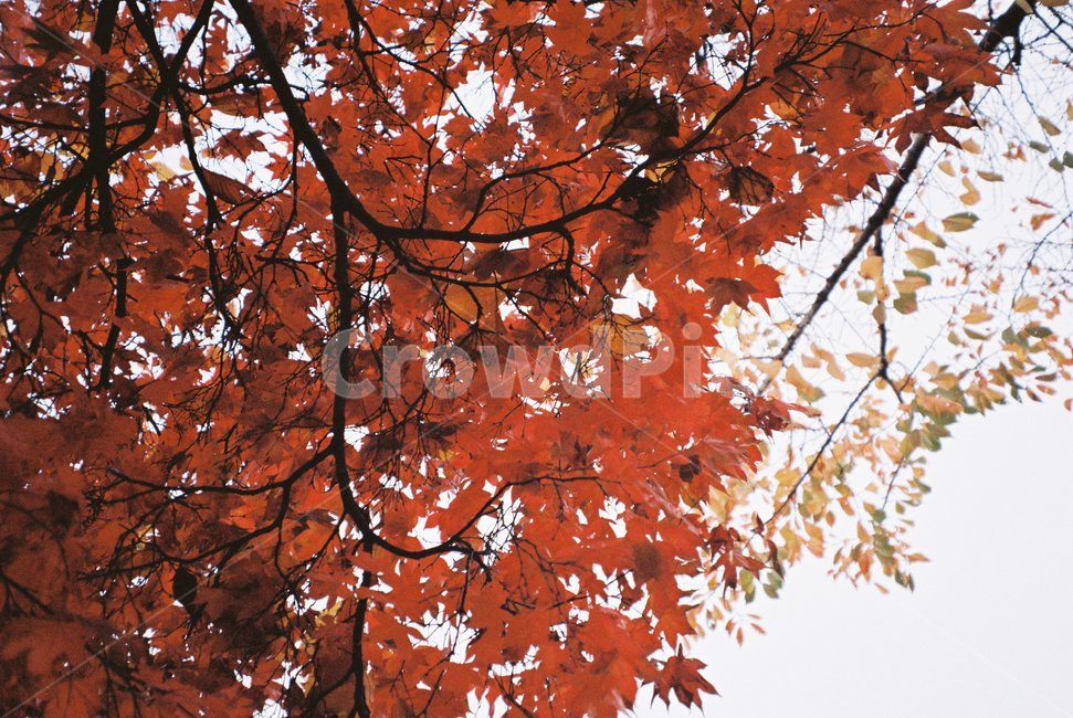 가을,풍경,자연,색감,낙엽,필름사진,감성,나무,가을,계절,fall,autumn,season,plant,식물,leaf,잎,tree,maple,단풍