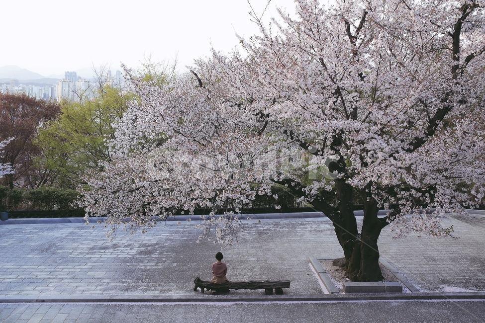 벚꽃,벚꽃나무,뒷모습,봄,공원,park,cheeryblossom,lady,woman,여자,여성,female,spring,봄,계절,spring,season,사람,인물,인간,human,person,여성,여자,woman,female,lady,plant,식물,blossom,꽃,flower