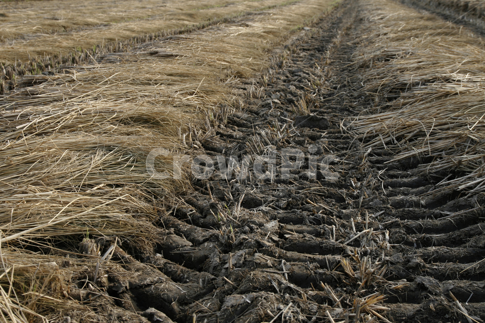 가을,벼농사,추수,수확,논,가을,계절,fall,autumn,season,시골,마을,풍경,landscape,country,rural,town,산업,industry,industrial,농업,농사,agriculture,farming,farming industry,ground,바닥,soil,흙