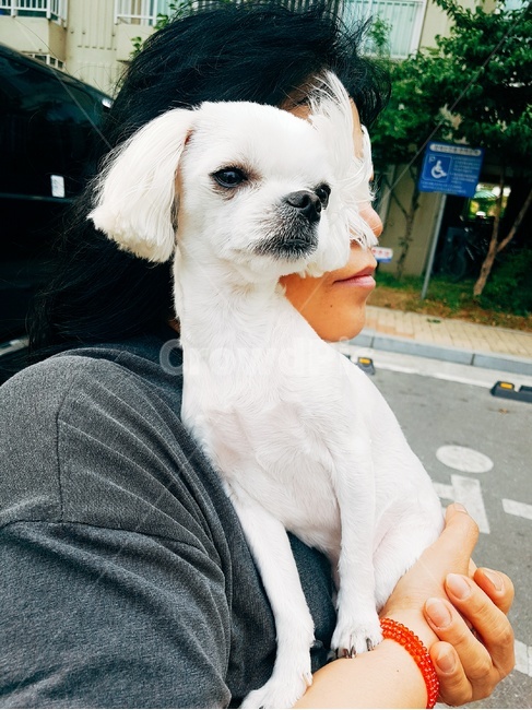 강아지,감성적인,힐링,평화로운,분위기있는,개,강아지,dog,doggy,사람,인물,인간,human,person