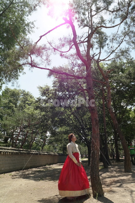 한복,한옥,소나무,인물,여자,사람,전주한옥마을,전주,빛,나무,자연,한복,한국전통의상,hanbok,korean traditional clothes,사람,인물,인간,human,person,여성,여자,woman,female,lady