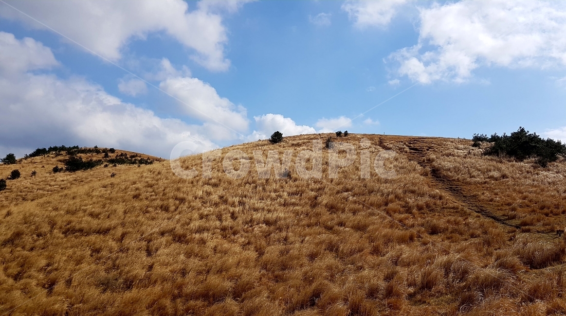 산,오름,갈대,억새,겨울,가을,하늘,구름,용눈이오름,제주,자연,풍경,nature,landscape,한국자연풍경,한국자연경관,korea nature landscape,제주도,jeju,jeju island,grassland,목초지,outdoors,옥외,field,들