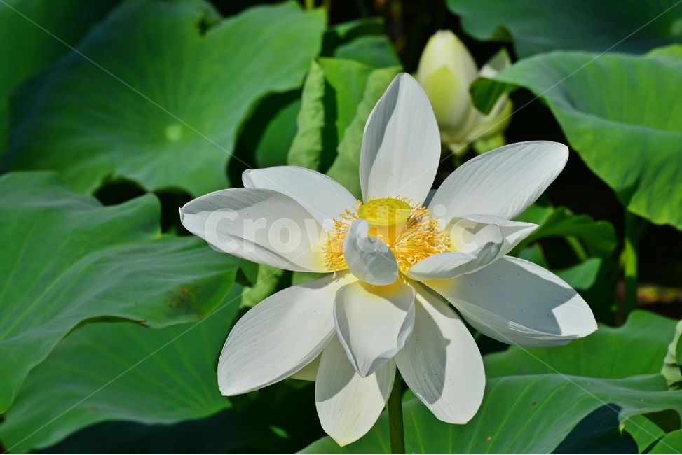 plant,식물,blossom,flower,꽃,연꽃,자연,불교,백연,연잎,백연꽃,식물,자연,plants,nature