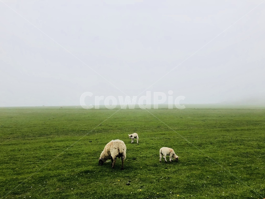 양,sheep,풀,초원,sevensisters,동물,animal,포유류,mammal