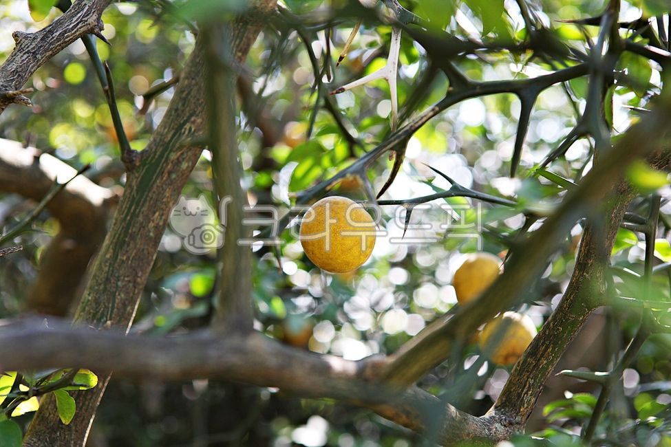 harvest,thorn,Fruit,fruit,yellow,food,harvesting,ingredients,autumn,Tangja,tangerine tree
