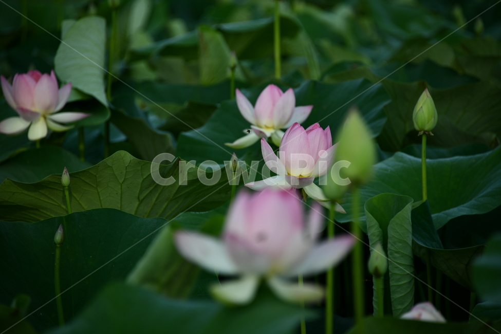 꽃,접사,연꽃밭,식물,자연,plants,nature,flower,분홍색,핑크색,연잎,연꽃