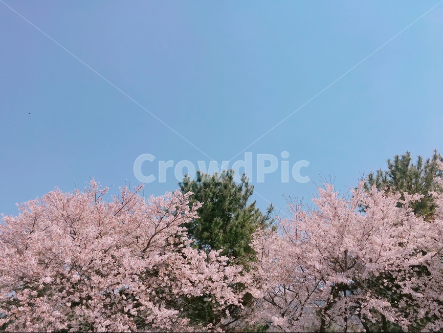 봄,벚꽃나무,하늘,벚꽃,소나무,봄,계절,spring,season,자연,풍경,nature,landscape,식물,plants,꽃,flower,plant,blossom
