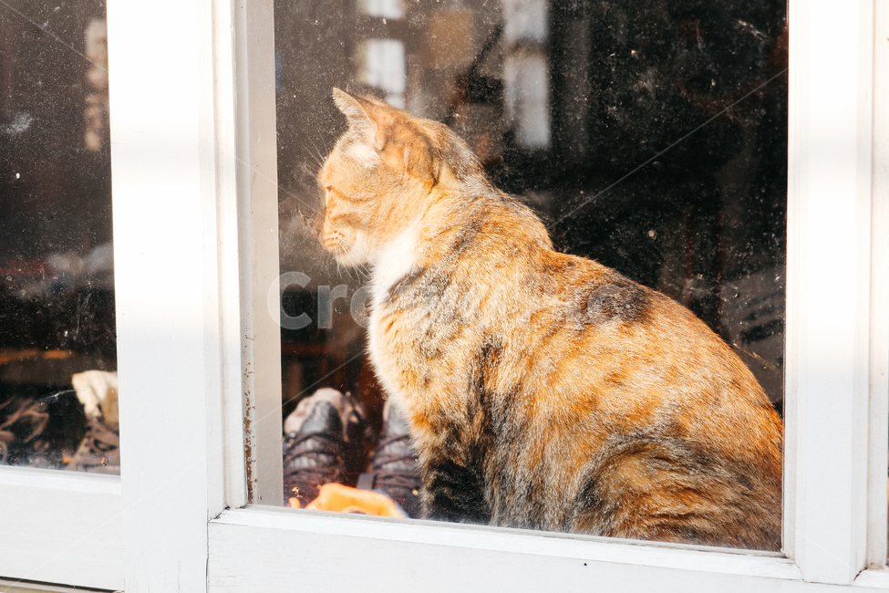 cat,고양이,길고양이,냥이,냥,길냥이,창문,동물,동물,animal,포유류,mammal,고양이,cat,kitten,kitty