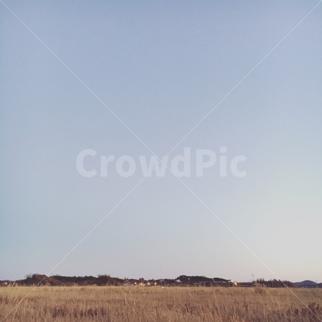 갈대,노을,풍경,겨울,감성,가을,계절,fall,autumn,season,자연,풍경,nature,landscape,outdoors,옥외,grassland,목초지,field,들