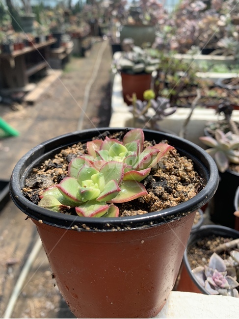 다육,식물,흙,화분,장식