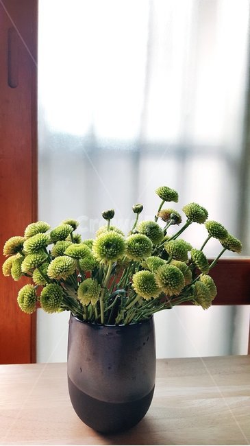 감성,꽃병,연두색,햇살,폼폼국화,실내용화초,화분,화초,house plant