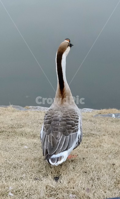 자연,공원,새,거위,animal,goose,bird,호수,물,유원지