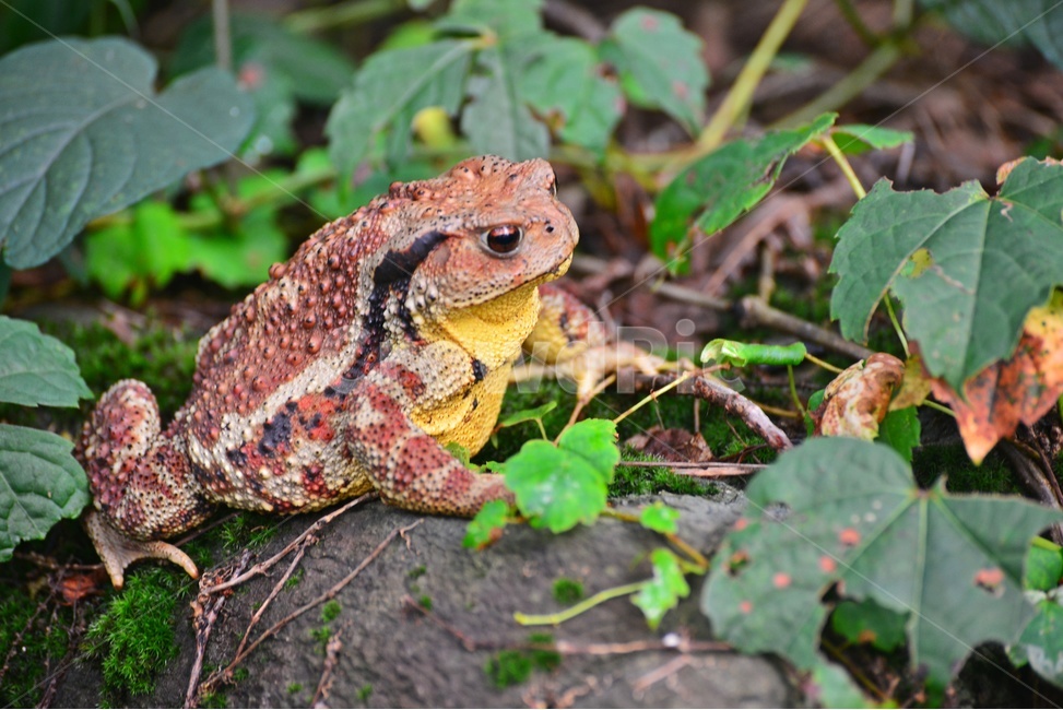 animal,동물,toad,두꺼비,wildlife,야생동물,파충류,양서류,개구리,숲속,바위,동물,animal,파충류,양서류,reptile,amphibian
