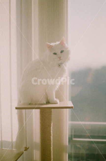 고양이,cat,반려묘,캣타워,베란다,터키쉬앙고라,cattower,동물,kitty,animal,방울,귀여운,cute,필름사진,filmcamera,동물,animal,포유류,mammal,고양이,cat,kitten,kitty,감성,sensible,feeling,휴식,힐링,rest,relaxation,healing