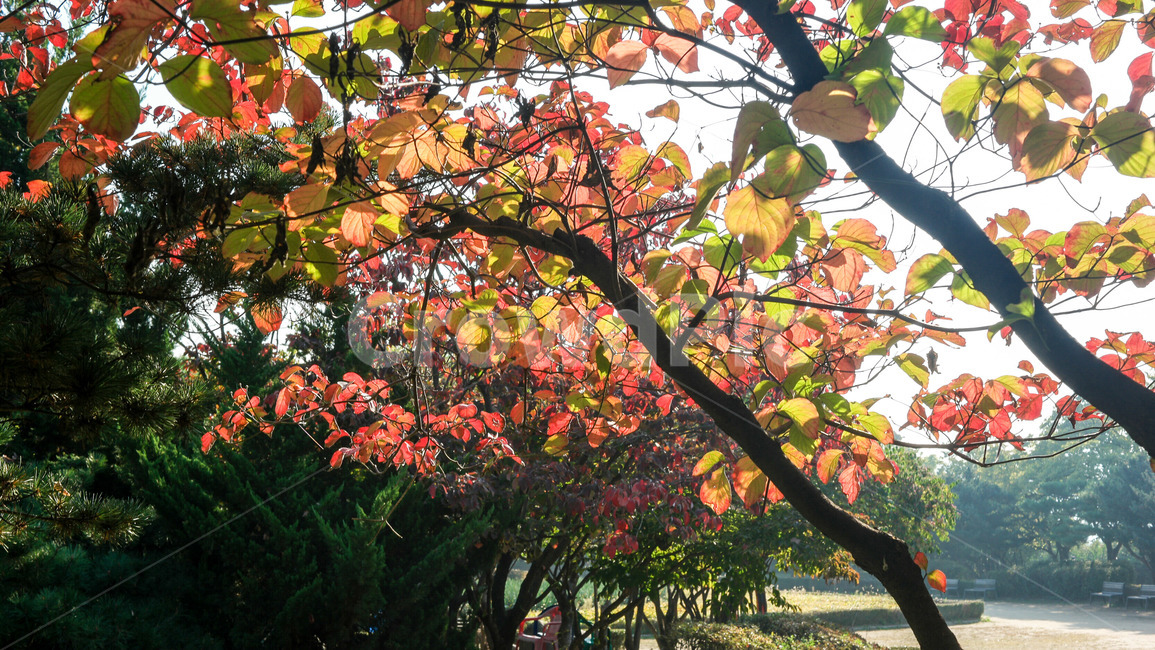단풍,낙엽,가을,고엽,낙옆,가을,계절,fall,autumn,season,plant,식물