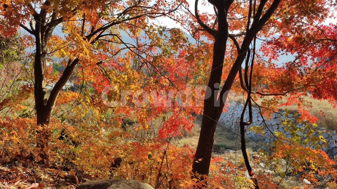 가을단풍,가을,엽록소,tree,나무,plant,식물,leaf,잎,maple,단풍,가을,계절,fall,autumn,season