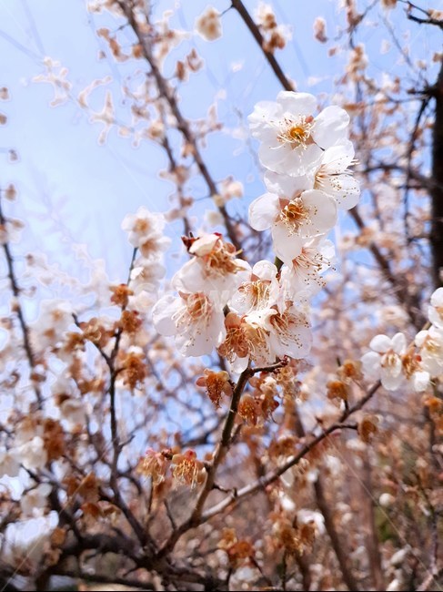 plant,식물,blossom,꽃,flower