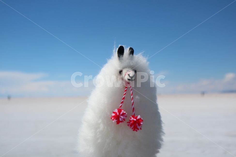 llama,doll,alpaca,cuteness,llama doll
