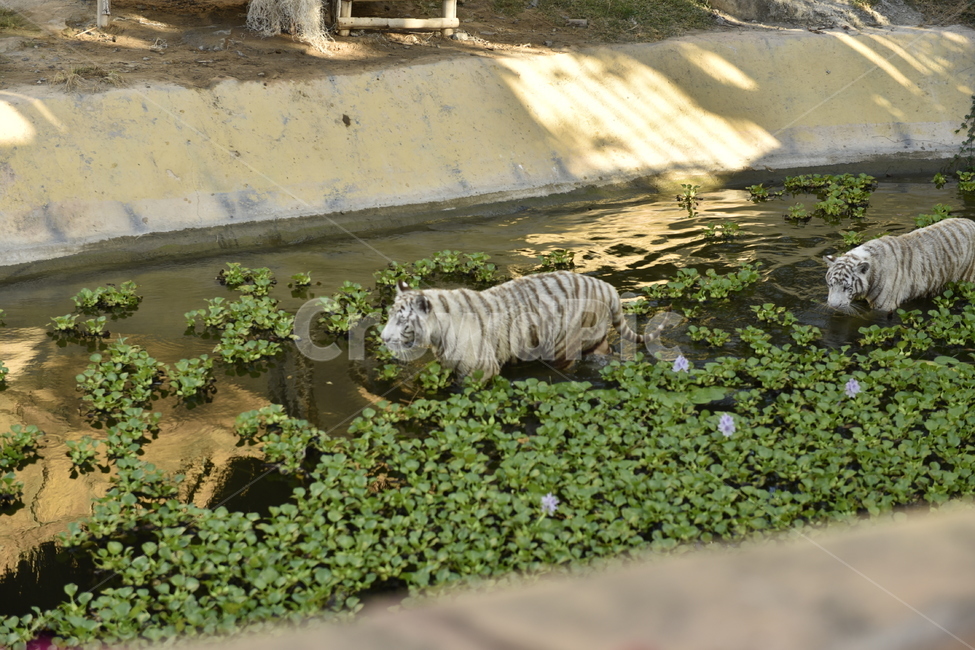 animal,동물,mammal,포유류,tiger,야생동물,wildlife,호랑이,동물,animal,포유류,mammal