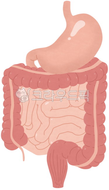소화기관,인체해부도,인체해부학,장기,신체기관,사람장기,해부학,위,대장,소장,오장육부,사람장기그림,사람장기일러스트,사람장기모형