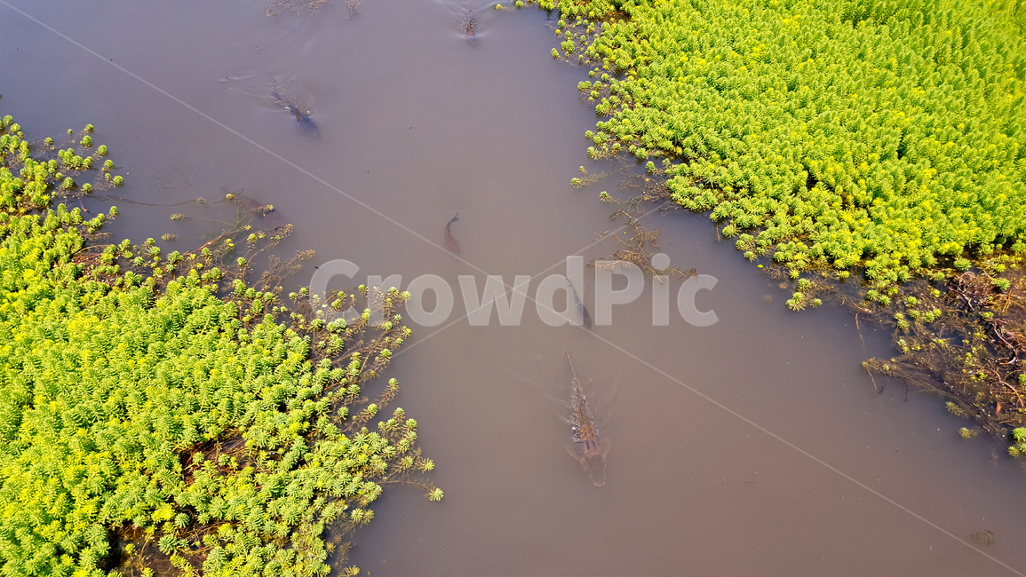 water,물,nature,자연,개울,물고기,봄