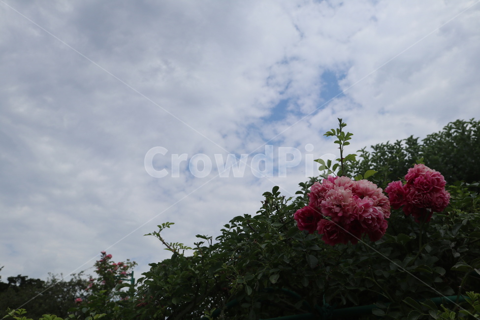 꽃,길거리꽃,분홍색꽃,분홍꽃,봄,식물,자연,plants,nature,꽃,flower