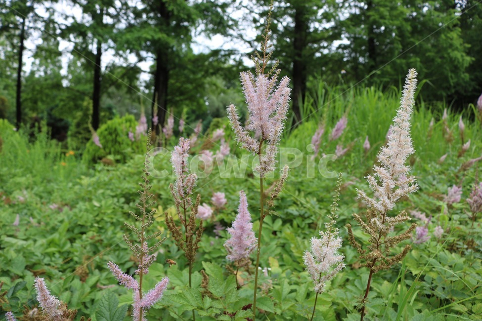 꽃,식물,분홍,초록,자연,flower,plants,pink,green,nature,hana,shokubutsu,pinku,midori,식물,자연,plants,nature,꽃,flower