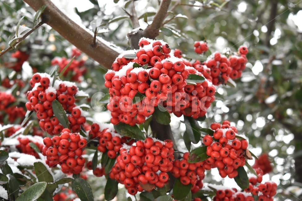 열매,빨강,나무,눈쌓인,눈,겨울,겨울,계절,winter,season,식물,자연,plants,nature,과일,열매,fruit