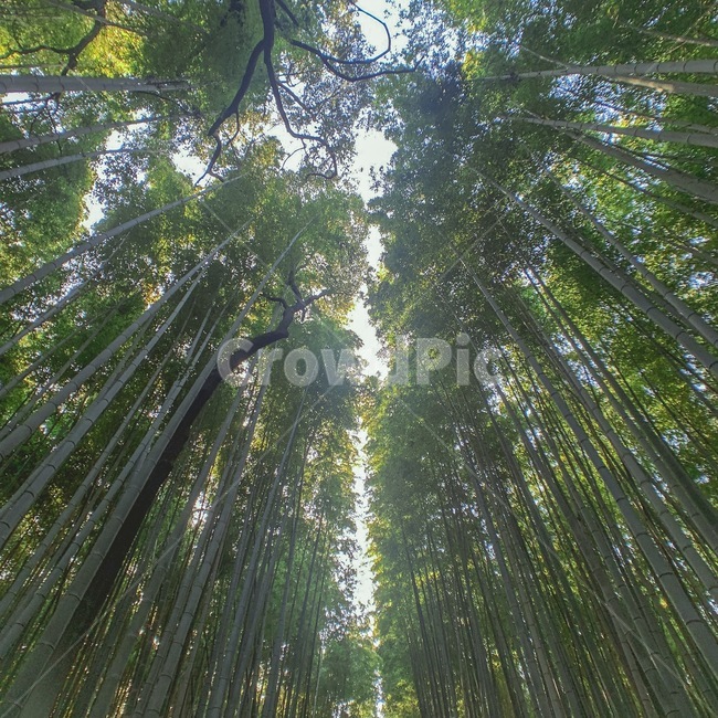 일본,오사카,배경,감성,대나무숲,교토,자연,아라시야마치쿠린,휴식,힐링,rest,relaxation,healing